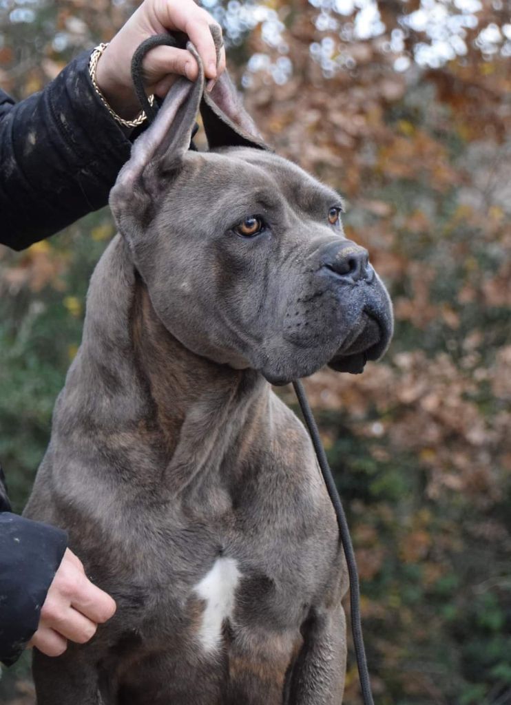 Oméga blue Du Règne De Malaudrea