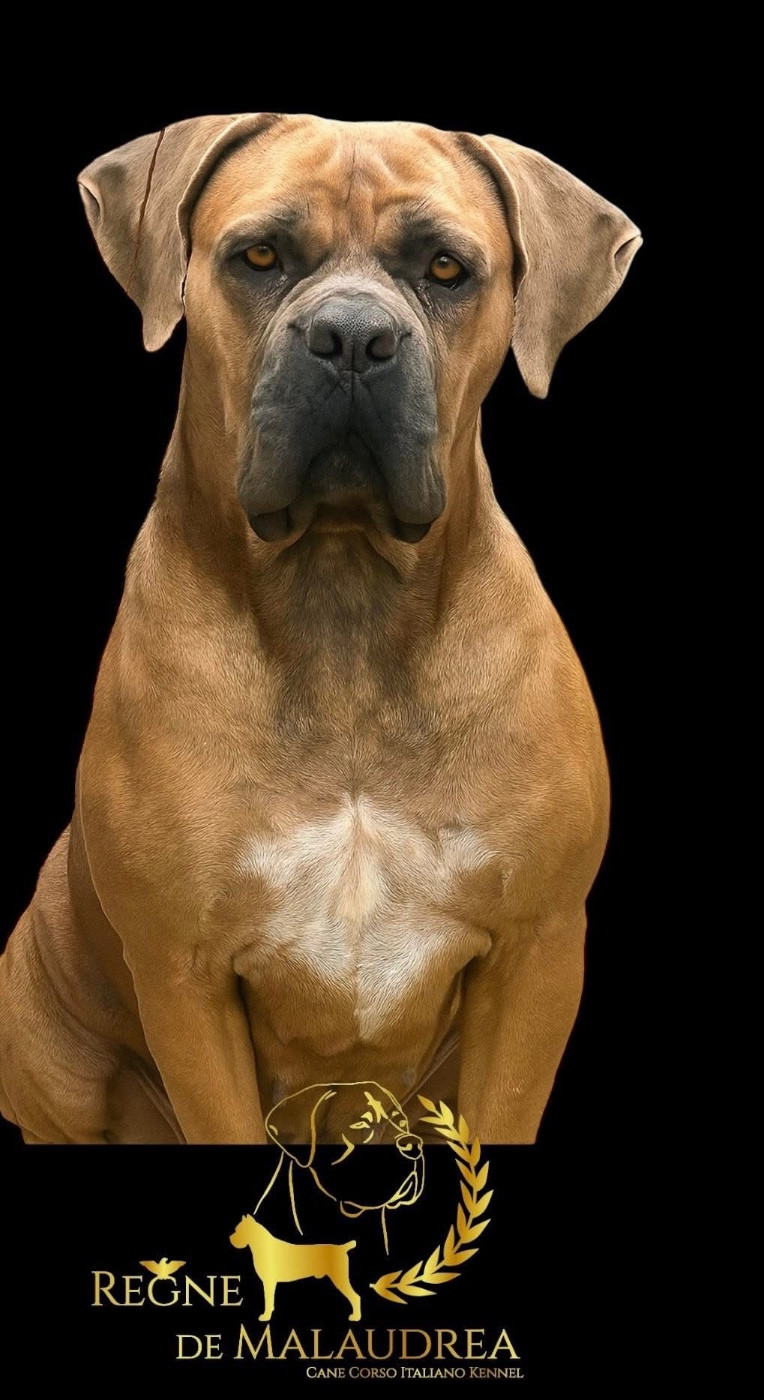 Una bomba Du Règne De Malaudrea