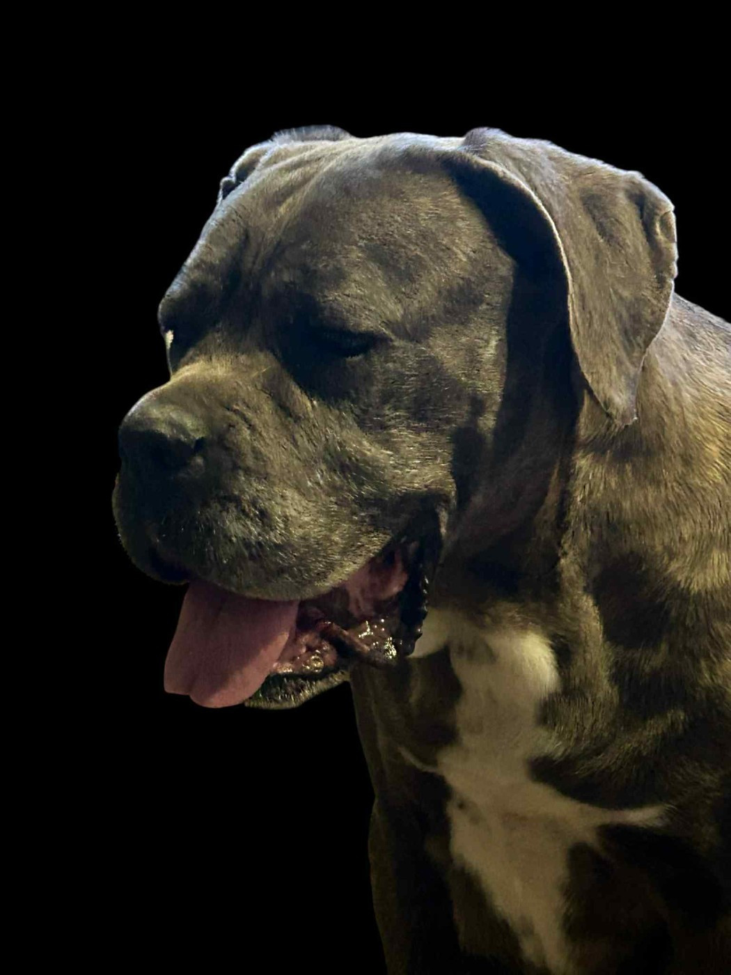 Prima D'Oz lou gardian di prouvenço