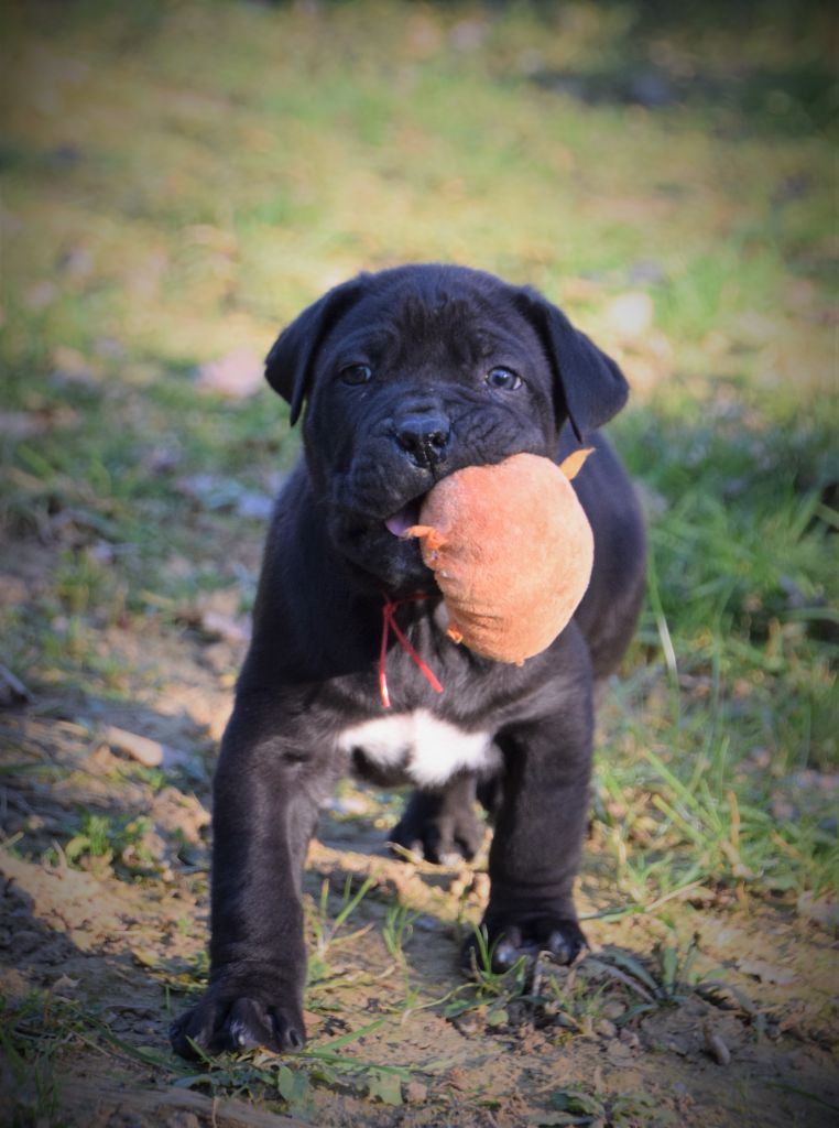 Chiots disponibles 