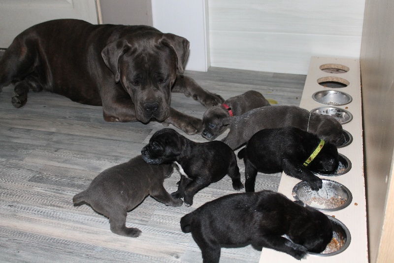1er repas des chiots de Silver et Stella