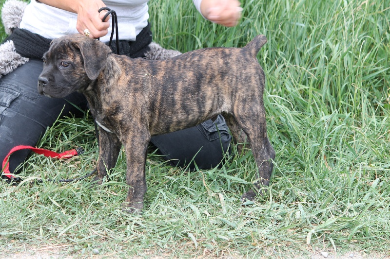 HOOLIGAN du Règne de Malaudrea