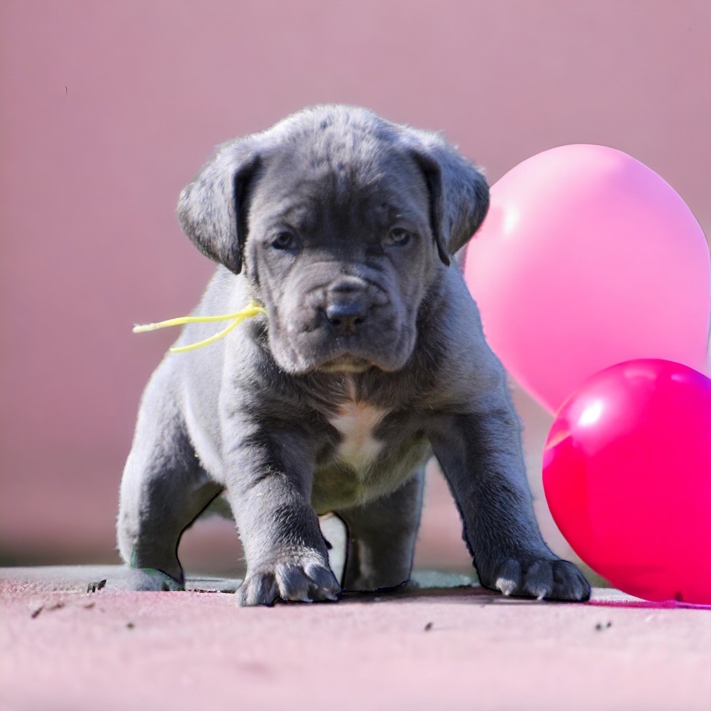 Du Règne De Malaudrea - Chiots disponibles - Cane Corso