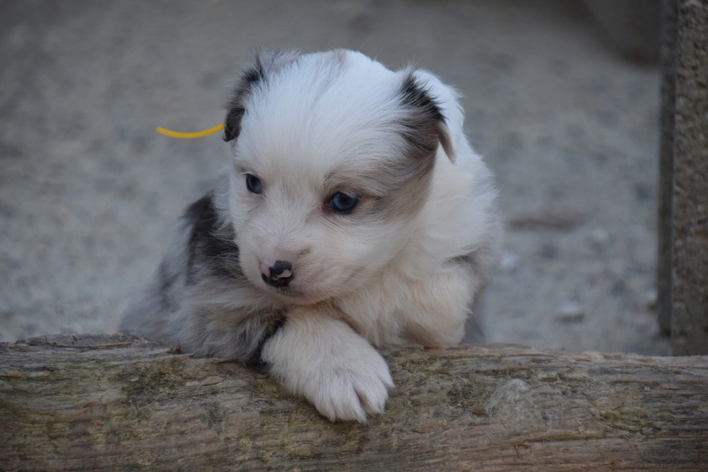 Du Règne De Malaudrea - Chiots disponibles - Berger Américain Miniature 