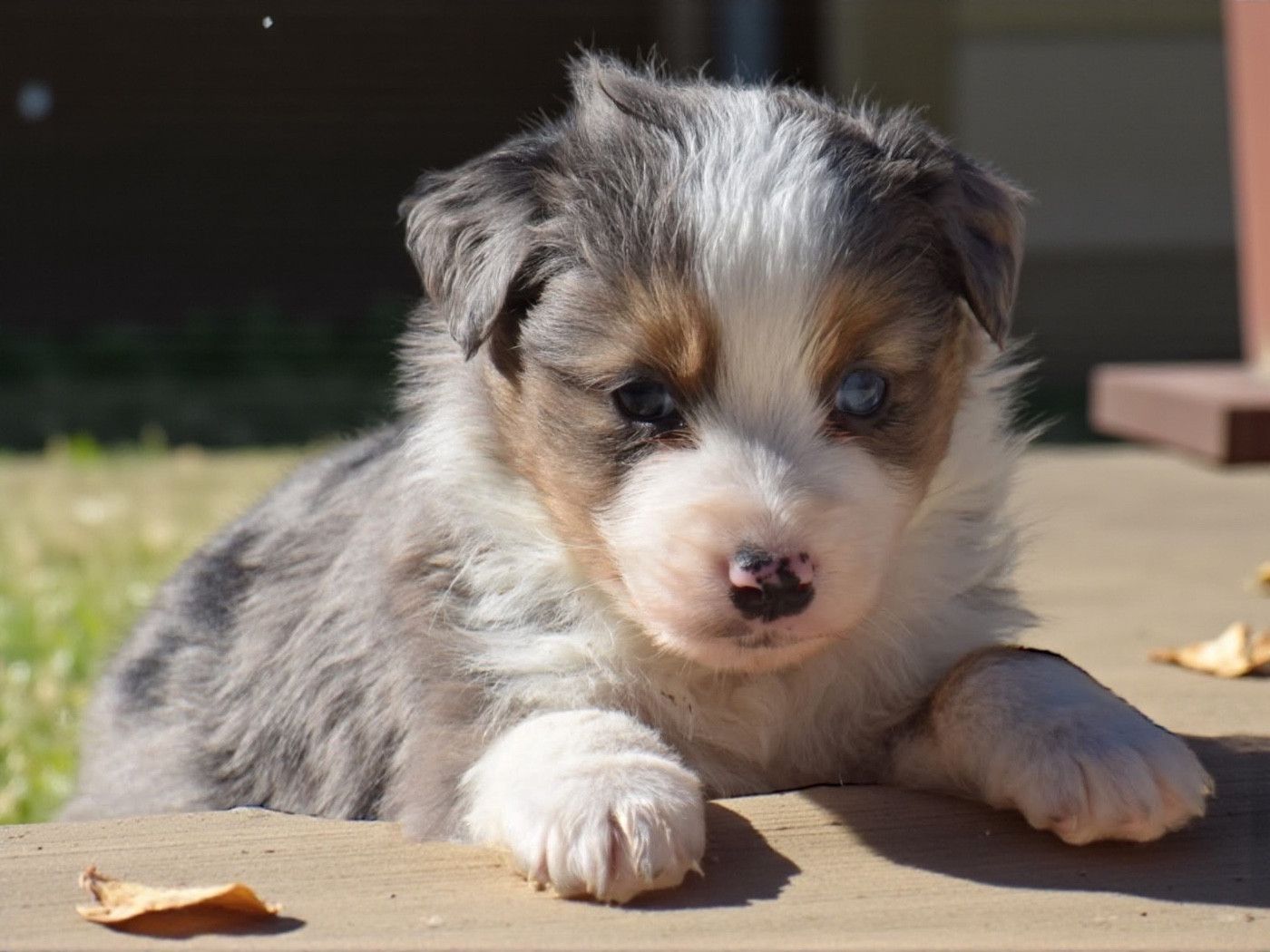 Du Règne De Malaudrea - Chiots disponibles - Berger Américain Miniature 