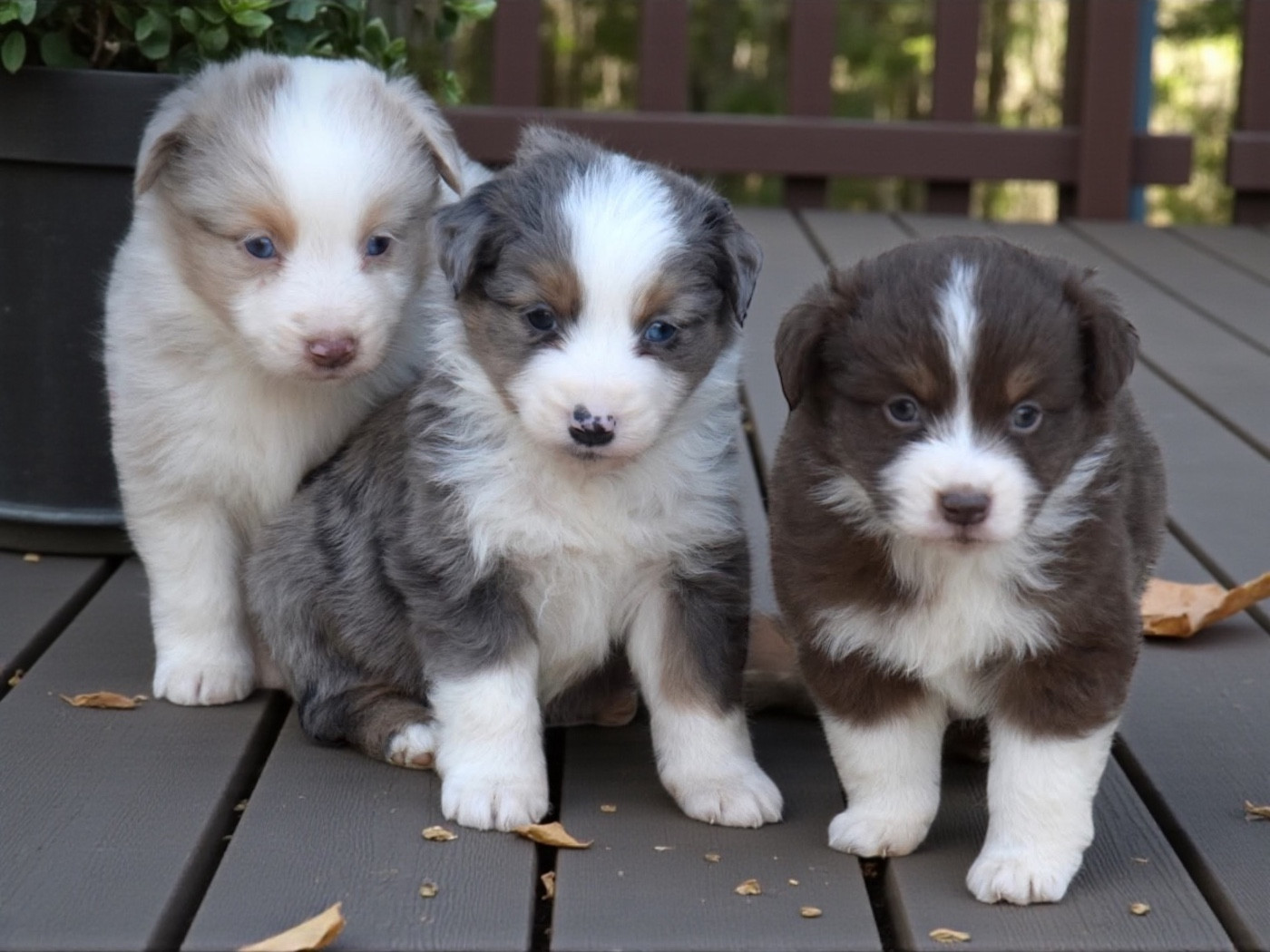 Du Règne De Malaudrea - Chiots disponibles - Berger Américain Miniature 