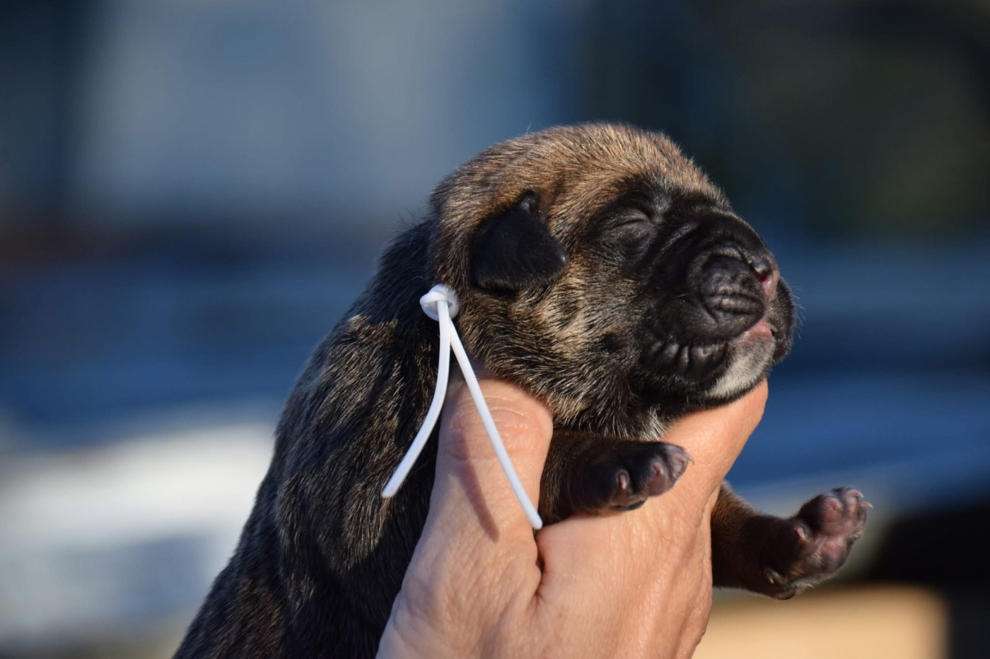 Du Règne De Malaudrea - Chiots disponibles - Cane Corso