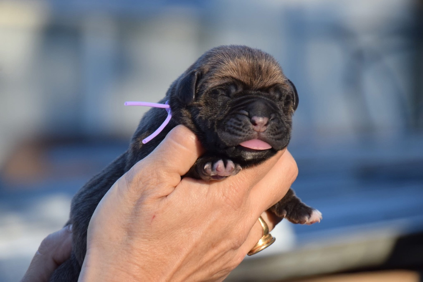 Du Règne De Malaudrea - Chiots disponibles - Cane Corso
