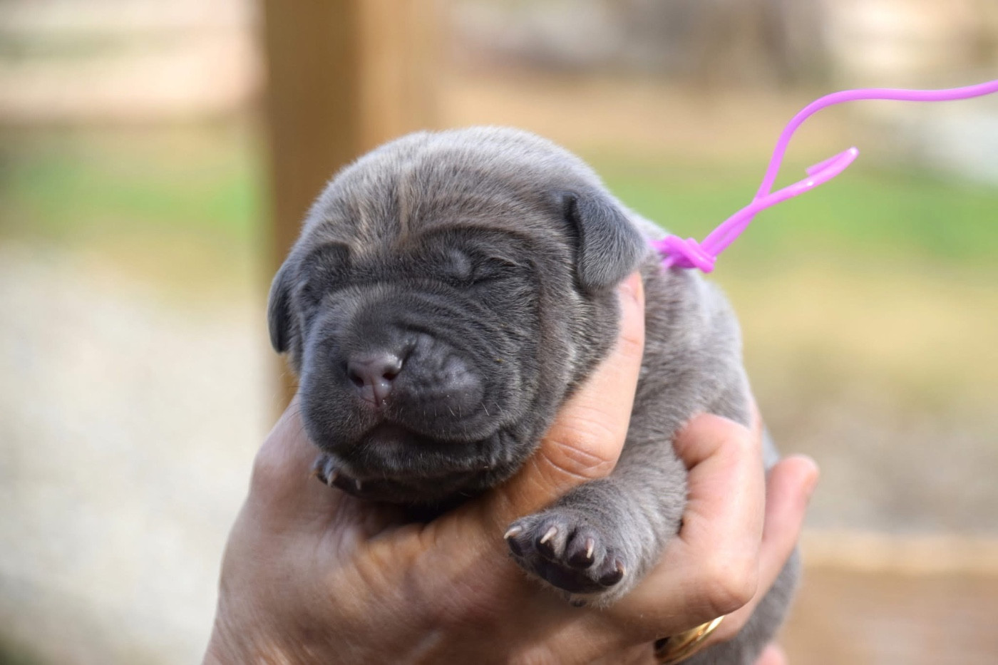 Du Règne De Malaudrea - Chiots disponibles - Cane Corso