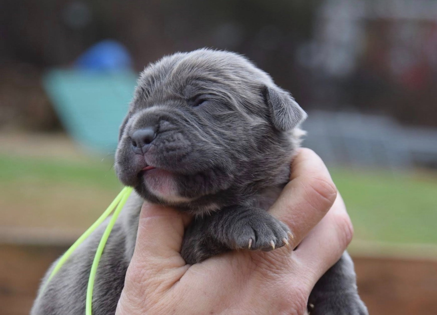 Du Règne De Malaudrea - Chiots disponibles - Cane Corso