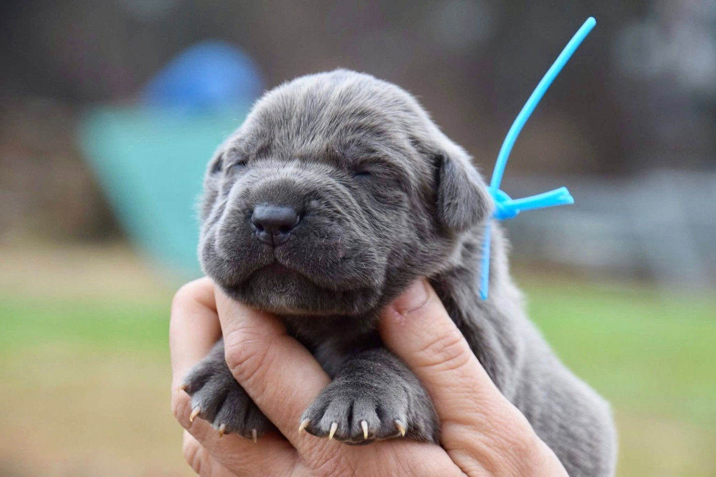Du Règne De Malaudrea - Chiots disponibles - Cane Corso