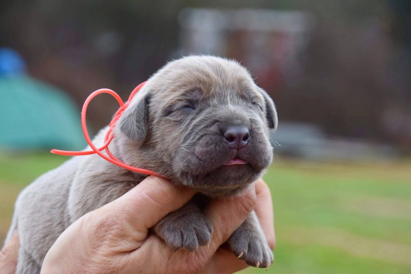 Du Règne De Malaudrea - Chiots disponibles - Cane Corso