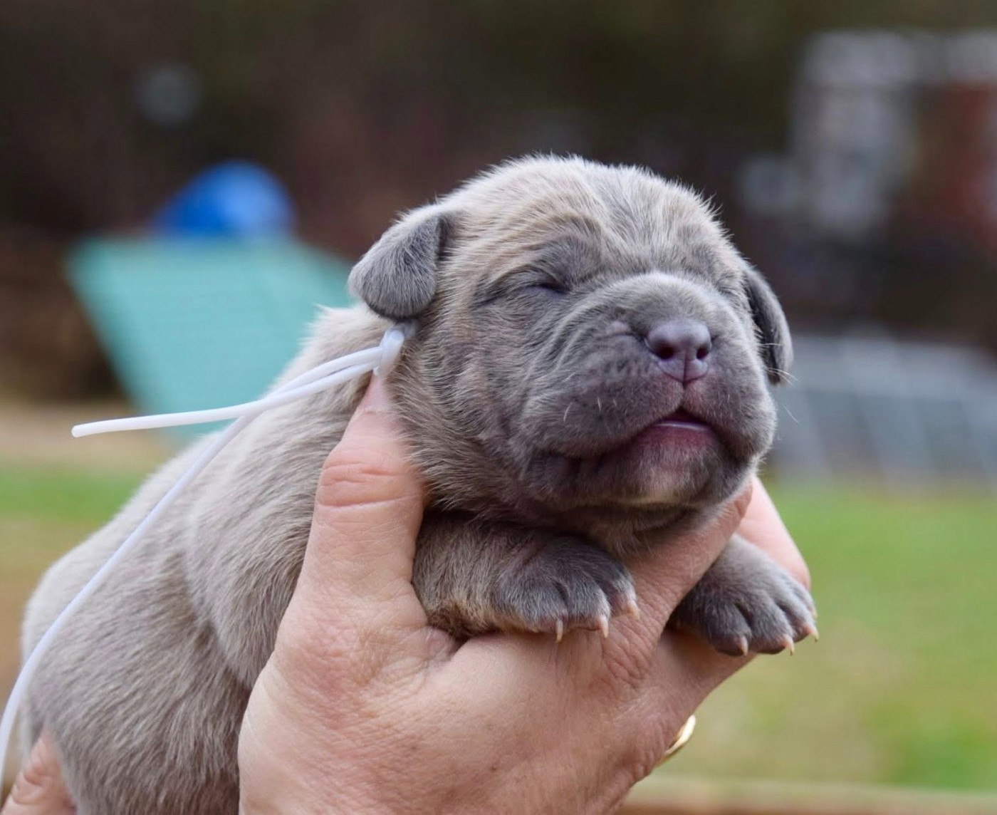 Du Règne De Malaudrea - Chiots disponibles - Cane Corso