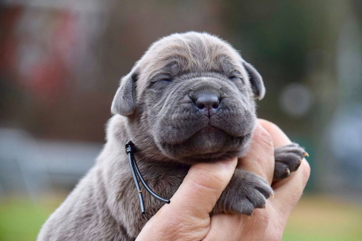 Du Règne De Malaudrea - Chiots disponibles - Cane Corso