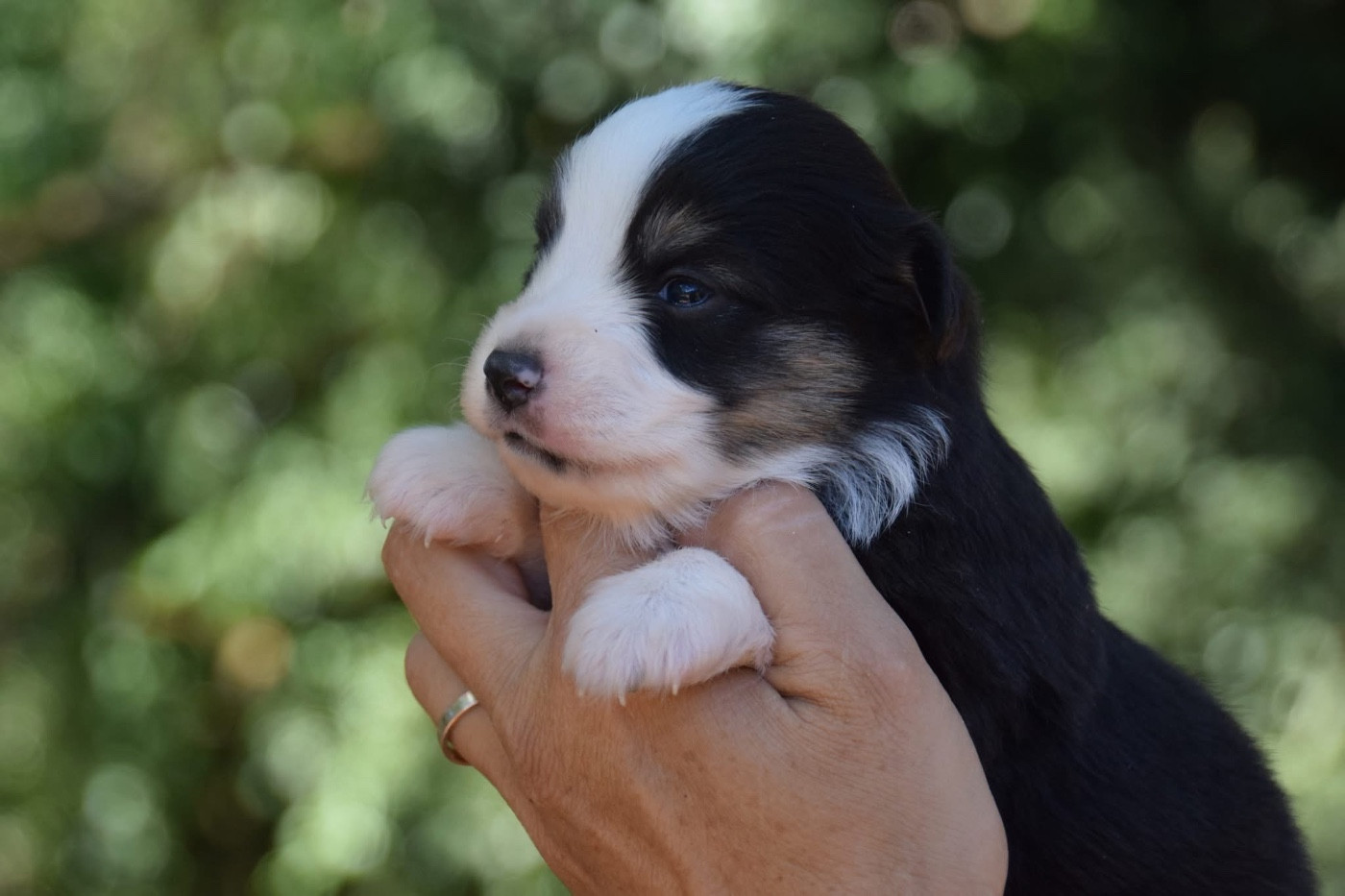 Du Règne De Malaudrea - Chiots disponibles - Berger Américain Miniature 