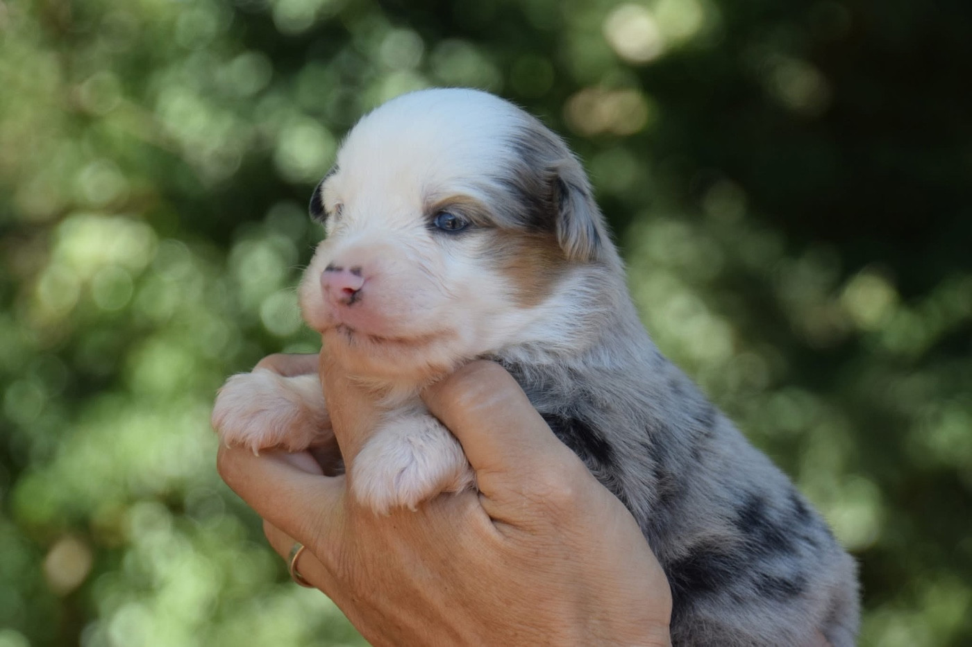 Du Règne De Malaudrea - Chiots disponibles - Berger Américain Miniature 