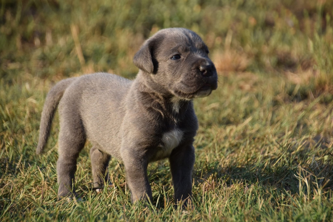 Du Règne De Malaudrea - Cane Corso - Portée née le 21/06/2026