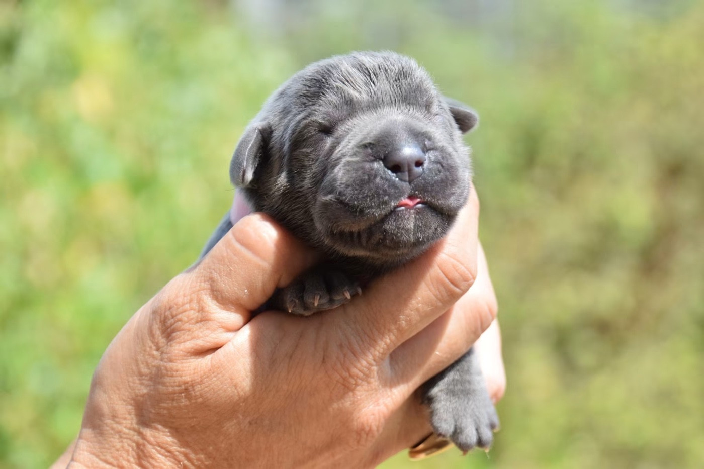 Du Règne De Malaudrea - Chiots disponibles - Cane Corso