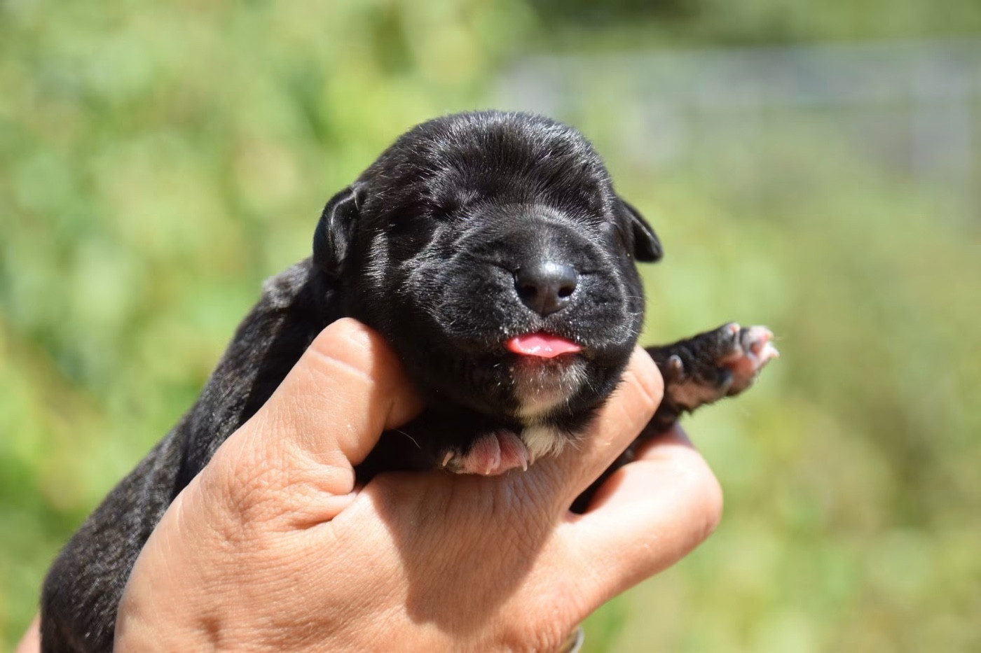 Du Règne De Malaudrea - Chiots disponibles - Cane Corso