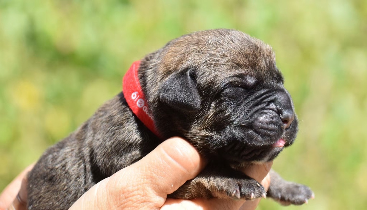 Du Règne De Malaudrea - Chiots disponibles - Cane Corso