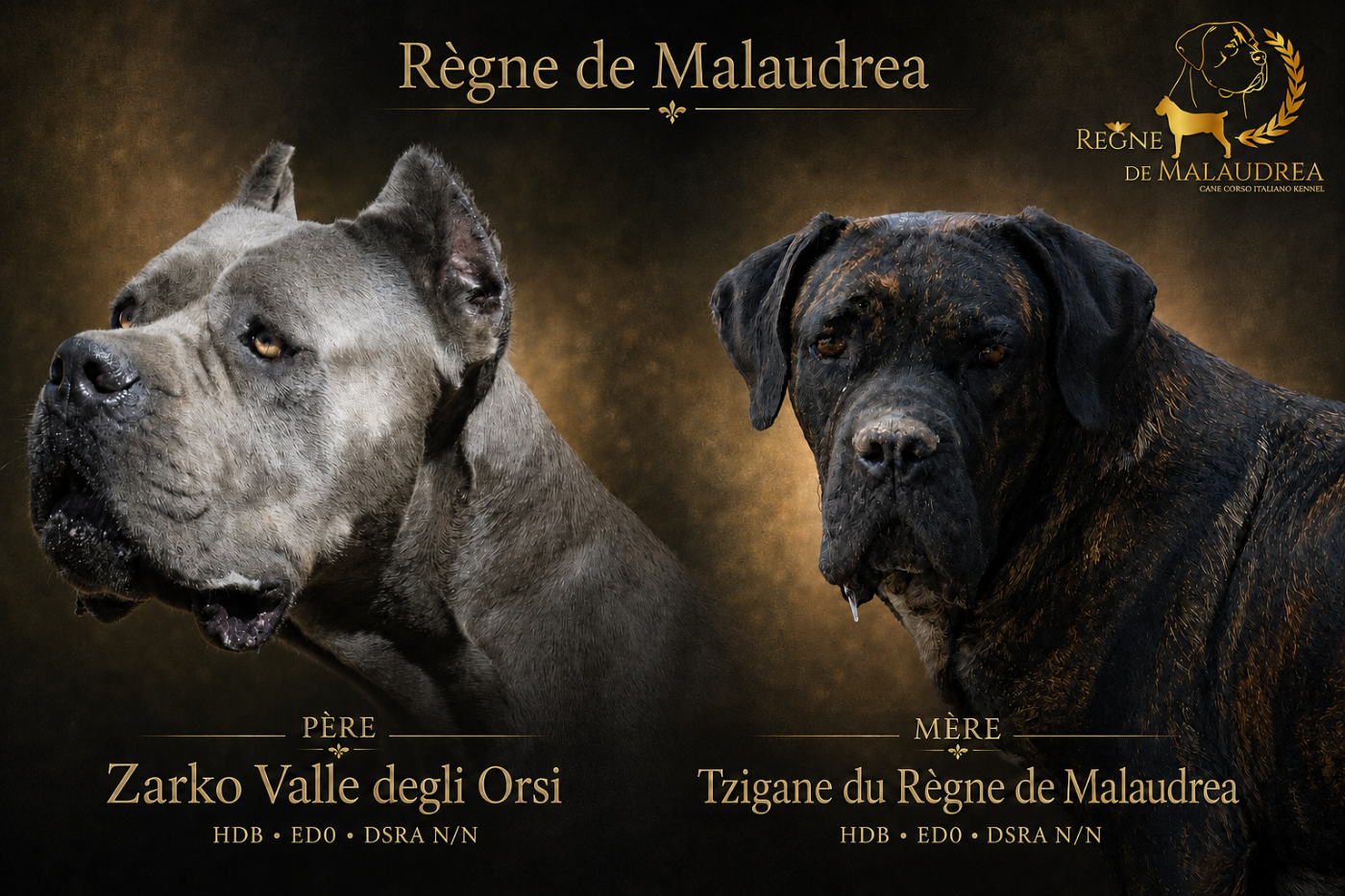 Du Règne De Malaudrea - Chiots disponibles - Cane Corso
