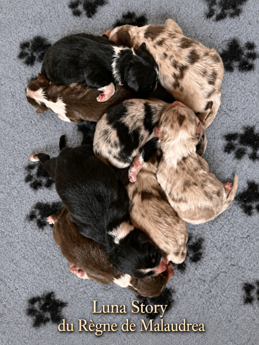 Du Règne De Malaudrea - Chiots disponibles - Berger Australien