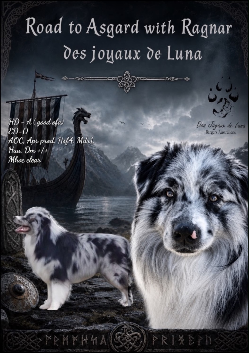 Chiot Berger Australien Du Règne De Malaudrea