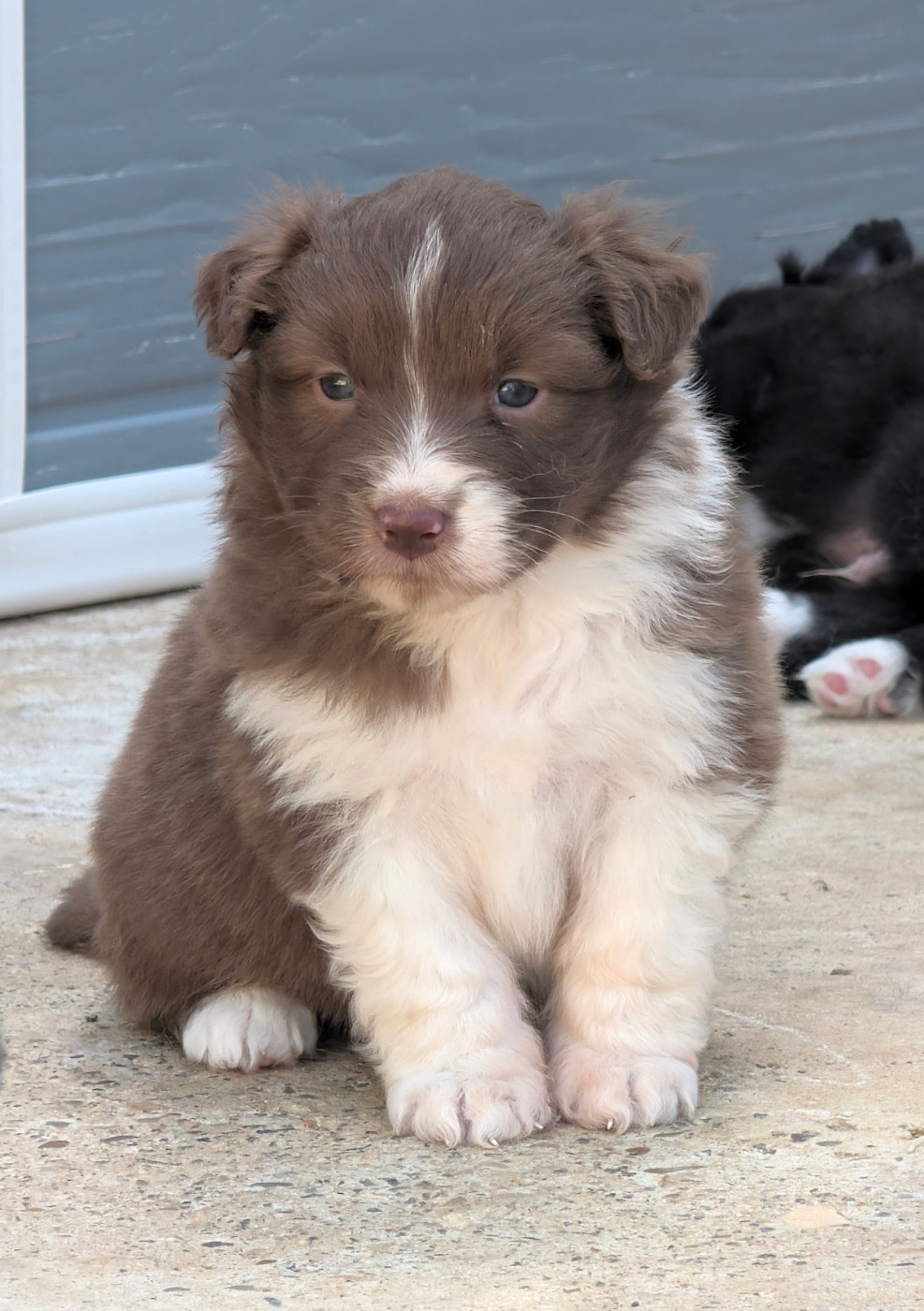 Du Règne De Malaudrea - Chiots disponibles - Berger Australien