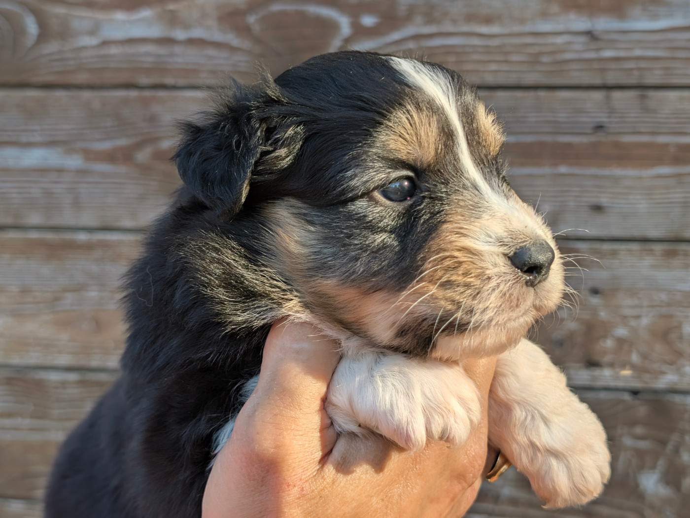 Du Règne De Malaudrea - Chiots disponibles - Berger Australien