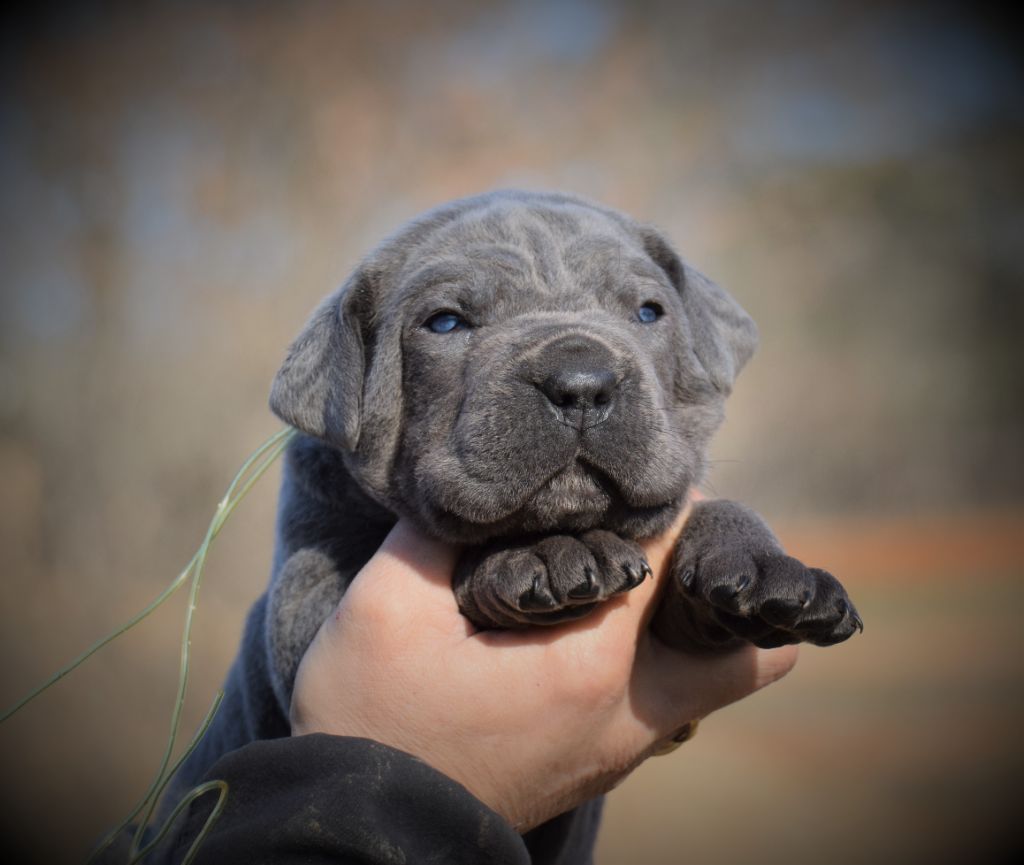 Chiot Cane Corso Du Règne De Malaudrea