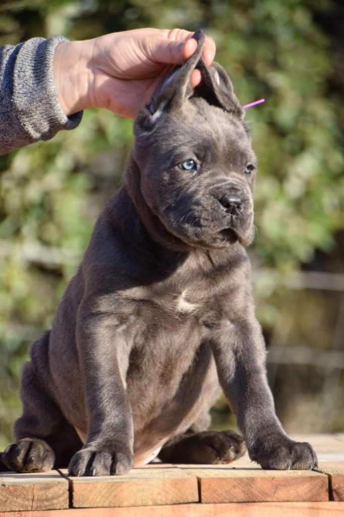 Du Règne De Malaudrea - Cane Corso - Portée née le 08/01/2019