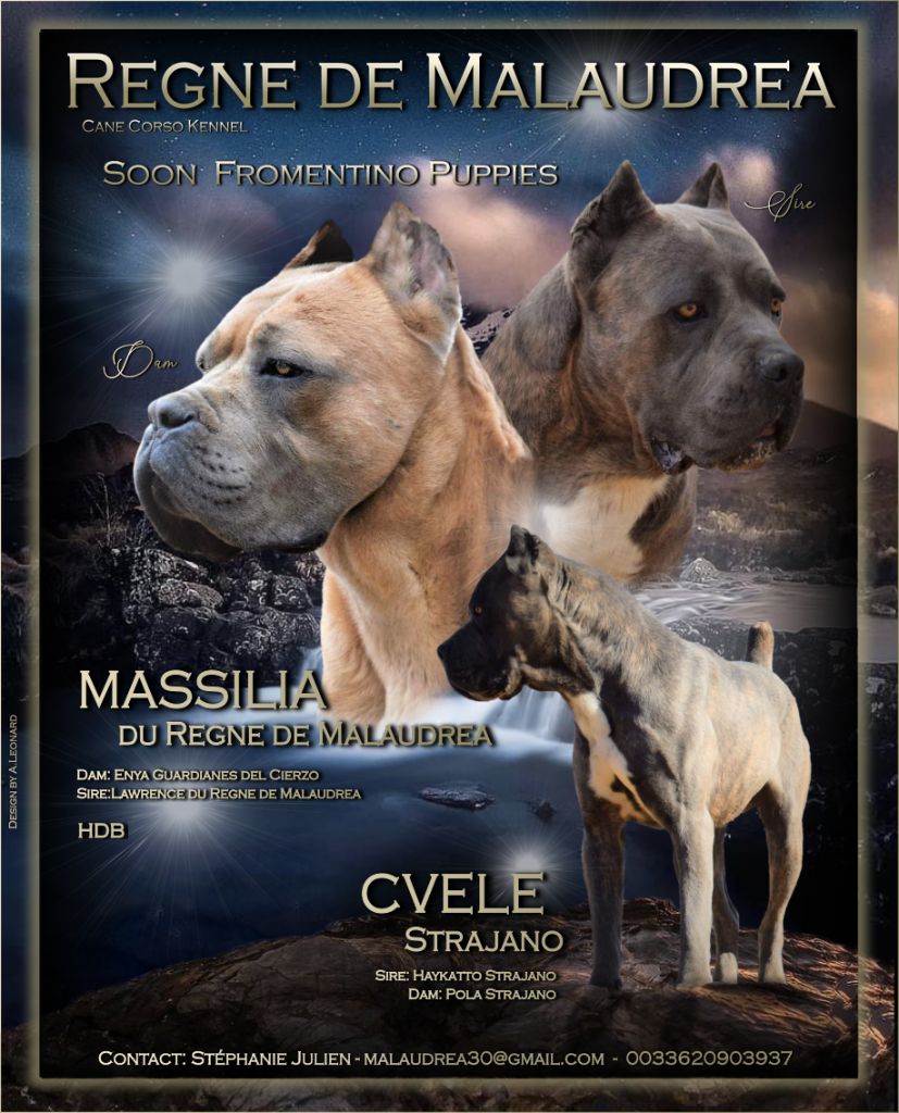 Chiot Cane Corso Du Règne De Malaudrea