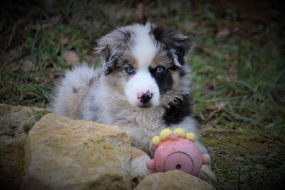 CHIOT 2