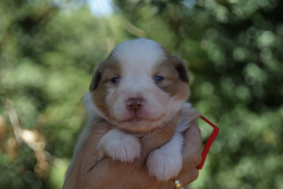 CHIOT 2