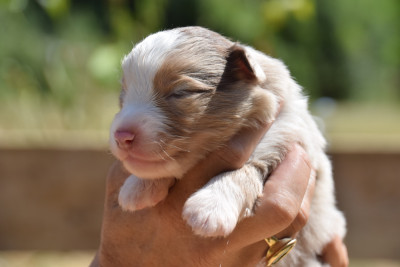 CHIOT 3