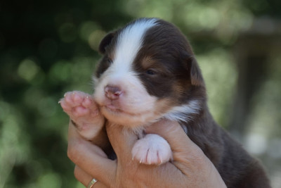 CHIOT 5