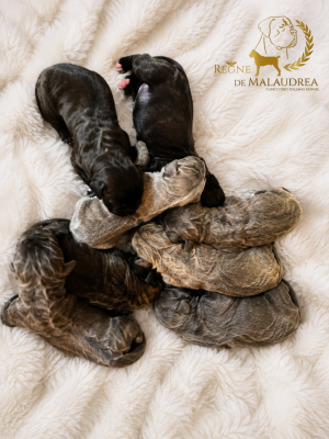 CHIOT 6