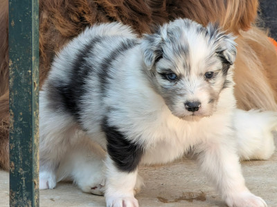 Bleu merle bicolore