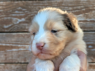 Rouge merle