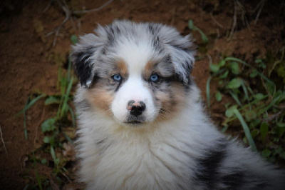 CHIOT 6