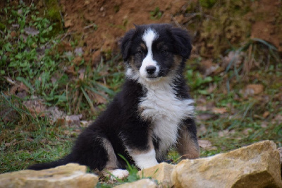 CHIOT 7
