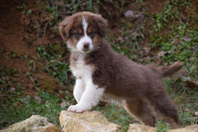 CHIOT 3
