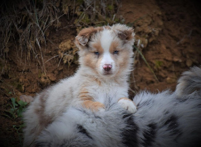 CHIOT 5