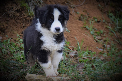 CHIOT 4