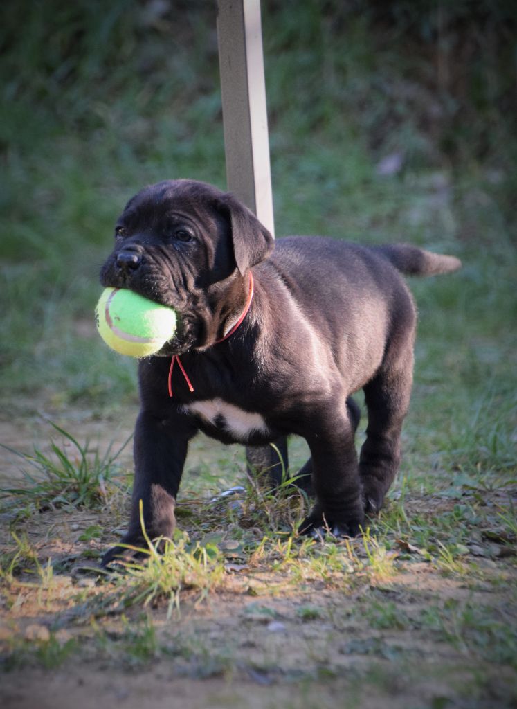 Du Règne De Malaudrea - Cane Corso - Portée née le 21/12/2022