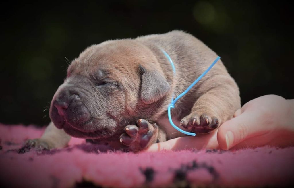 Chiot Cane Corso Du Règne De Malaudrea